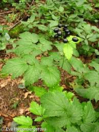 Attēlu rezultāti vaicājumam “Actaea spicata fruit”