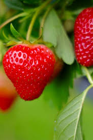 Attēlu rezultāti vaicājumam “Sesleria caerulea fruit”