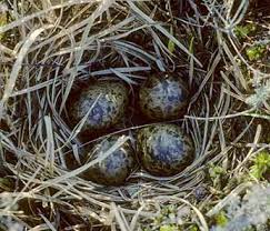 Attēlu rezultāti vaicājumam “Gallinago gallinago nest”