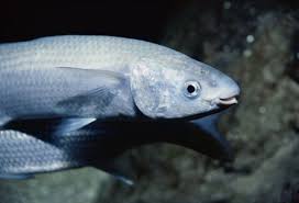 Image result for Liza aurata