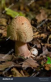 Attēlu rezultāti vaicājumam “Amanita rubescens”