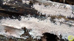 Attēlu rezultāti vaicājumam “Steccherinum fimbriatum”