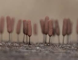 Attēlu rezultāti vaicājumam “Stemonitopsis gracilis macro”