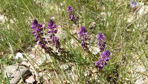 Attēlu rezultāti vaicājumam “Polygala vulgaris flower”