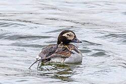 Attēlu rezultāti vaicājumam “Clangula hyemalis”