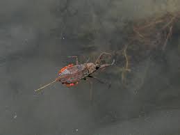 Attēlu rezultāti vaicājumam “Nepa cinerea”