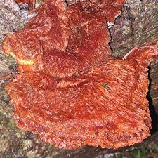 Attēlu rezultāti vaicājumam “Pycnoporellus fulgens”