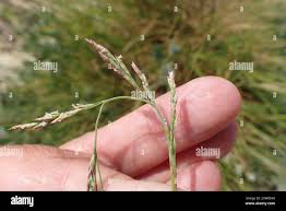 Attēlu rezultāti vaicājumam “Puccinellia distans”