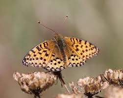 Attēlu rezultāti vaicājumam “Argynnis aglaja”