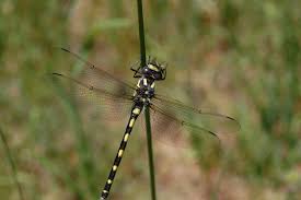 Attēlu rezultāti vaicājumam “Cordulidae”
