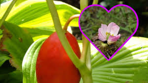Attēlu rezultāti vaicājumam “Podophyllum hexandrum fruit”