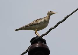 Image result for Bartramia longicauda