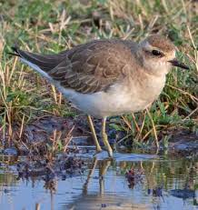 Image result for Charadrius asiaticus