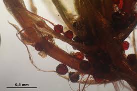 Attēlu rezultāti vaicājumam “Bryum rubens”