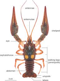 Attēlu rezultāti vaicājumam “Astacus astacus”