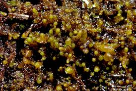 Attēlu rezultāti vaicājumam “Gymnocolea inflata”