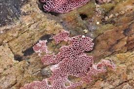 Attēlu rezultāti vaicājumam “Ceriporia purpurea”