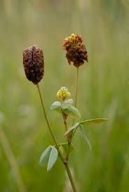Attēlu rezultāti vaicājumam “Trifolium spadiceum flower”