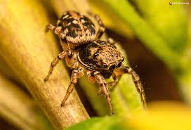 Attēlu rezultāti vaicājumam “Heliophanus sp.”