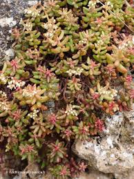 Attēlu rezultāti vaicājumam “Sedum album leaf”