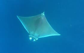 Image result for Mobula hypostoma