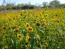 Attēlu rezultāti vaicājumam “Bidens cernua flower”
