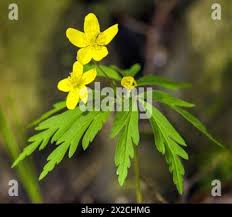 Attēlu rezultāti vaicājumam “Anemone ranunculoides bud”