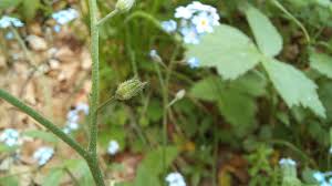Attēlu rezultāti vaicājumam “Myosotis stricta fruit”