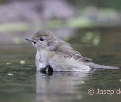Attēlu rezultāti vaicājumam “Sylvia borin adult”