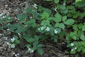 Attēlu rezultāti vaicājumam “Rubus nessensis”