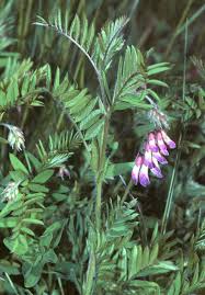Attēlu rezultāti vaicājumam “Vicia sylvatica flower”