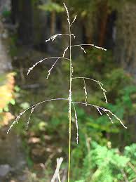 Attēlu rezultāti vaicājumam “Glyceria striata leaf”