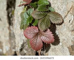 Attēlu rezultāti vaicājumam “Fragaria vesca leaf”