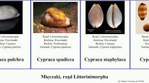 Attēlu rezultāti vaicājumam “Cribraria martinii”