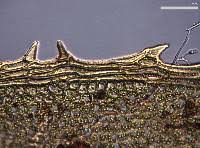 Attēlu rezultāti vaicājumam “Bryum pseudotriquetrum”