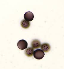 Attēlu rezultāti vaicājumam “Cribraria cancellata var. fusca stalked”