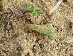 Attēlu rezultāti vaicājumam “Myrmus miriformis”
