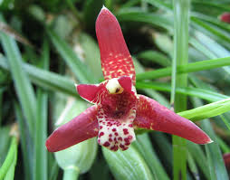 Attēlu rezultāti vaicājumam “Listera ovata fruit”