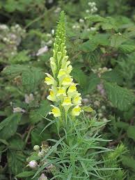 Attēlu rezultāti vaicājumam “Linaria vulgaris leaf”