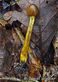 Attēlu rezultāti vaicājumam “Cordyceps stylophora”