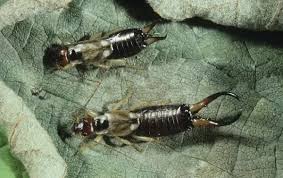 Attēlu rezultāti vaicājumam “Forficula auricularia male”