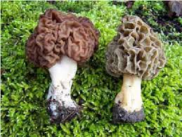 Attēlu rezultāti vaicājumam “Gyromitra esculenta”