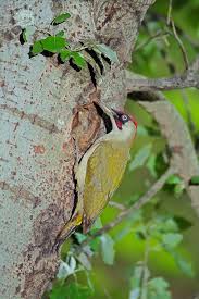 Attēlu rezultāti vaicājumam “Picus viridis nest”