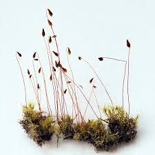 Attēlu rezultāti vaicājumam “Leptobryum pyriforme sporophyte”