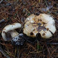 Attēlu rezultāti vaicājumam “Protostropharia alcis”