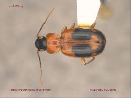 Attēlu rezultāti vaicājumam “Badister bullatus”