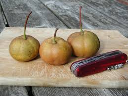 Attēlu rezultāti vaicājumam “Sorbus alnifolia fruit”
