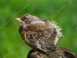Attēlu rezultāti vaicājumam “Turdus pilaris juvenile”
