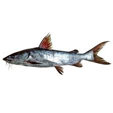 Image result for ikan