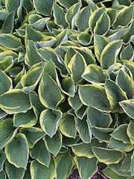 Image result for Hosta fortunei albomarginata